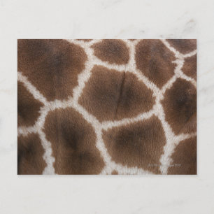 Cartão Postal Fecho da Pele de Girafas