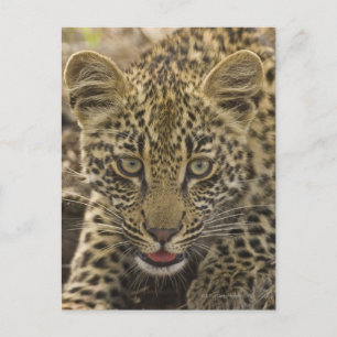 Cartão Postal Fecho de Leopardo, Grande Kruger Nacional 2