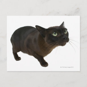 Cartão Postal Fecho de um gato 2