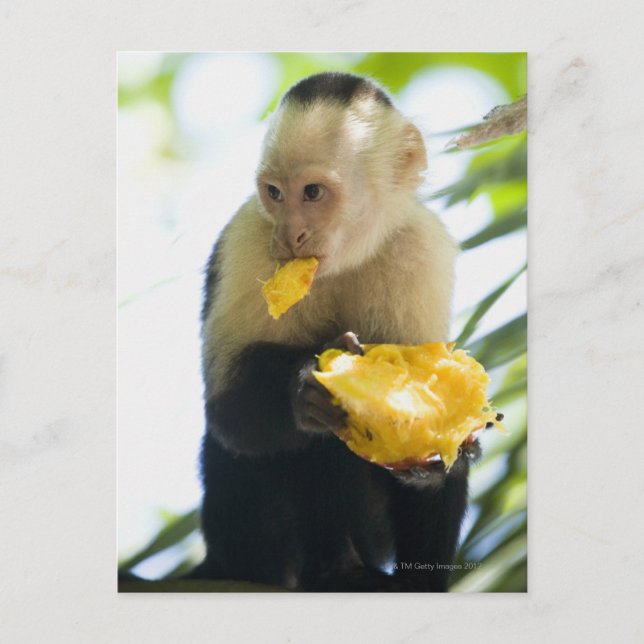 Cartão Postal Fecho de um macaco-prego comendo uma fruta (Frente)