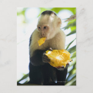 Cartão Postal Fecho de um macaco-prego comendo uma fruta