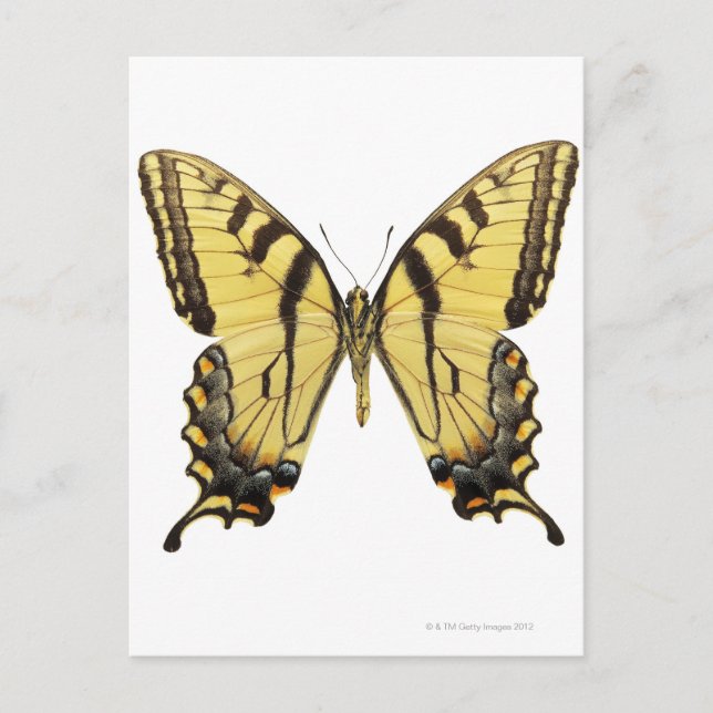 Cartão Postal Fecho de uma borboleta 2 (Frente)