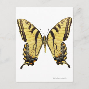 Cartão Postal Fecho de uma borboleta 2