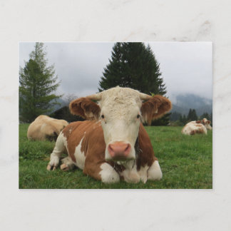 Cartão Postal Fecho de uma vaca branca e castanha que se deita