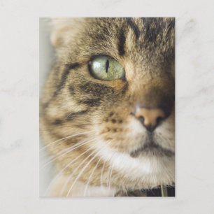 Cartão Postal Fecho do gato (focar nos olhos)