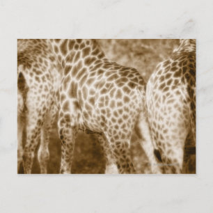 Cartão Postal Fecho do Parque Nacional Girafas Kruger Sul