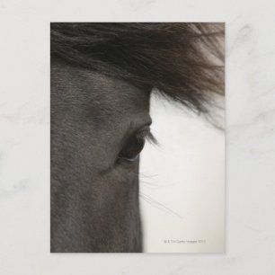 Cartão Postal Fecho dos olhos e do cabelo de cavalo