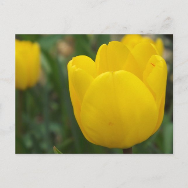 Cartão Postal Fecho e pessoal (Frente)