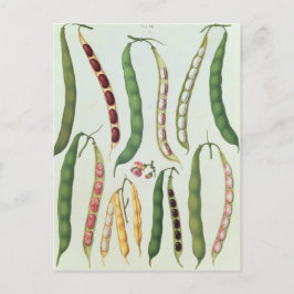Cartão Postal Feijão
