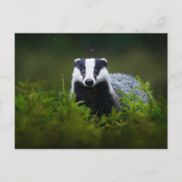 Cartão Postal Feisty Badger