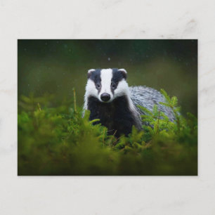 Cartão Postal Feisty Badger