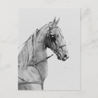 Cartão Postal Feitiço de sela