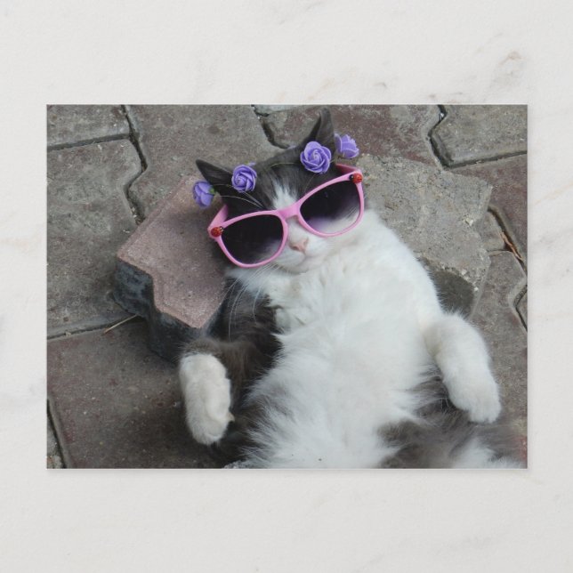 Cartão Postal Feline Diva (Frente)