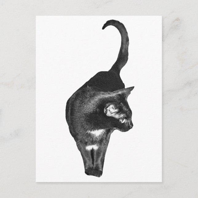 Cartão Postal Felino Sombreado Alegre (Frente)