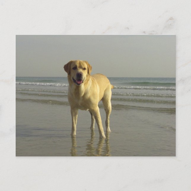 Cartão Postal Feliz (Frente)