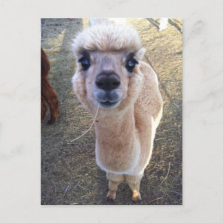 Cartão Postal Feliz alpaca diz oi