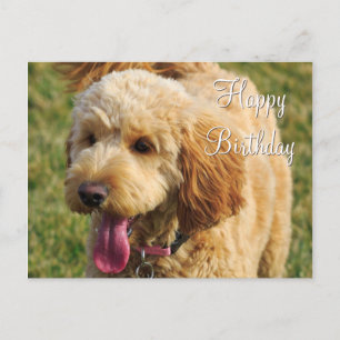 Cartão Postal Feliz Aniversário Cachorro Goldendoodle