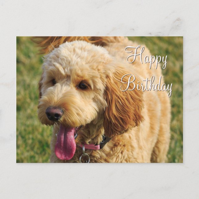 Cartão Postal Feliz Aniversário Cão de Goldendoodle (Frente)