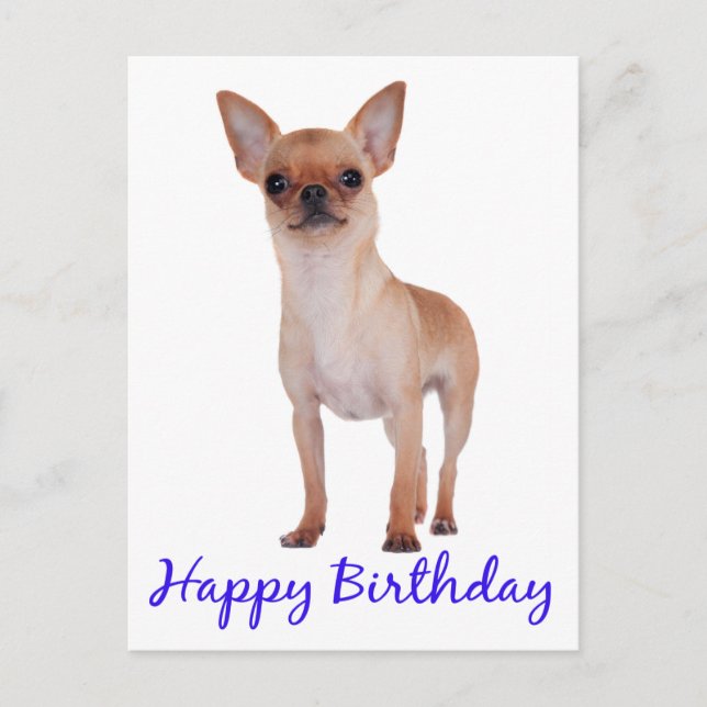 Cartão Postal Feliz aniversário Chihuahua Puppy Blue - Verso (Frente)