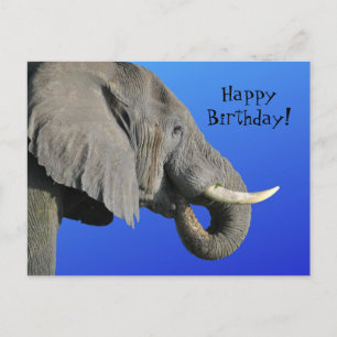 Cartão Postal Feliz Aniversário da Idade do Elefante Irrelevante