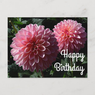 Cartão Postal Feliz Aniversário Dahlia Valley Porcupine #1 Cartã