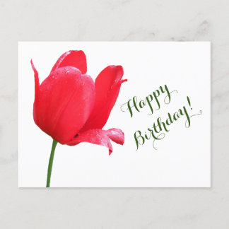Cartão Postal Feliz aniversário de tulipa vermelha minimalista d