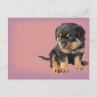 Feliz aniversário do Rottweiler
