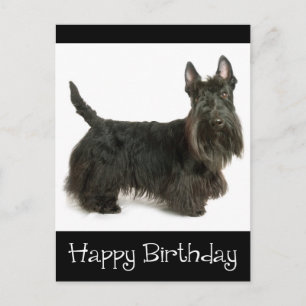 Cartão Postal Feliz Aniversário Escocês Terrier Puppy Postcard