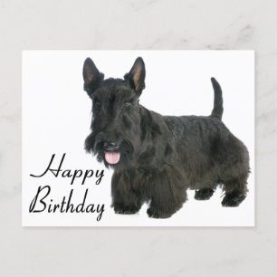 Cartão Postal Feliz Aniversário Escocês Terrier Puppy Postcard