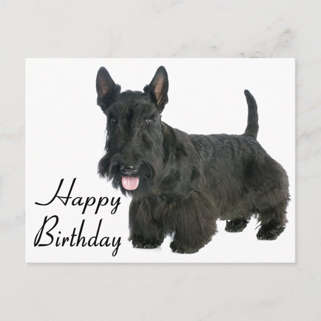 Cartão Postal Feliz Aniversário Escocês Terrier Puppy Postcard (Frente)