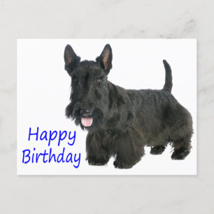 Cartão Postal Feliz Aniversário Escocês Terrier Puppy Postcard