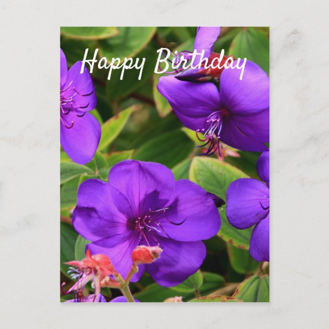 Cartão Postal Feliz Aniversário: Flores Roxas Tibouchina (Frente)