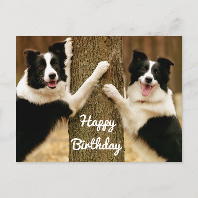 Cartão Postal Feliz aniversário Fronteira Collie Cachorro Russo (Frente)