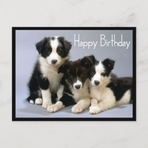 Cartão Postal Feliz aniversário Fronteira Collie Puppy Dog