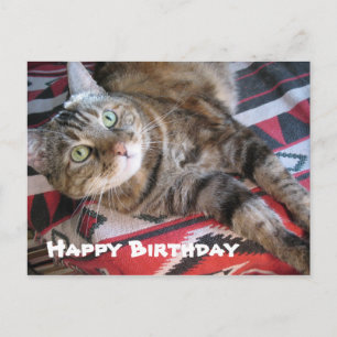 Cartão Postal Feliz Aniversário Gato