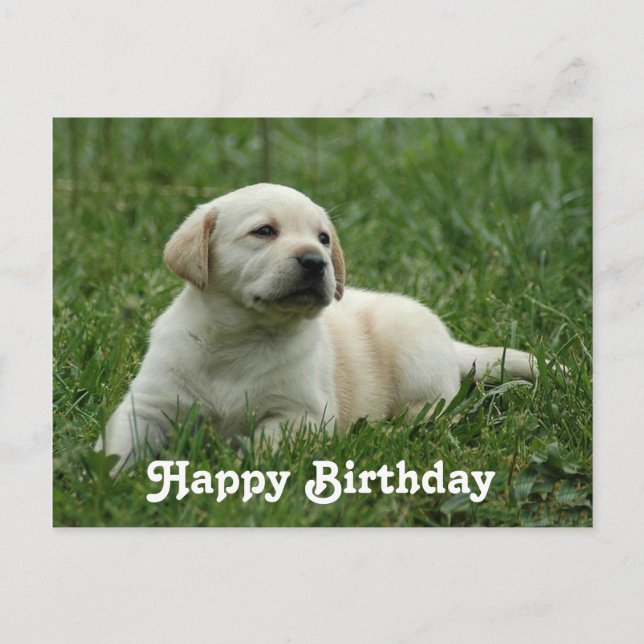 Cartão Postal Feliz Aniversário Labrador Retriever Puppy Posta C (Frente)