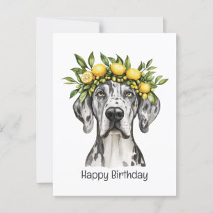 Cartão Postal Feliz Aniversário Merle Great Dane Cachorro Coroa 