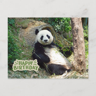 Cartão Postal Feliz Aniversário Panda Gigante 