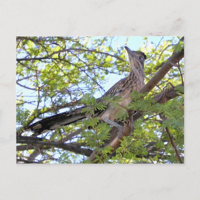 Cartão Postal Feliz aniversário para um amigo especial. (Frente)