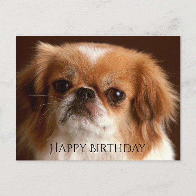 Cartão Postal Feliz Aniversário, Pekingese Red Brown, Cachorro N (Frente)