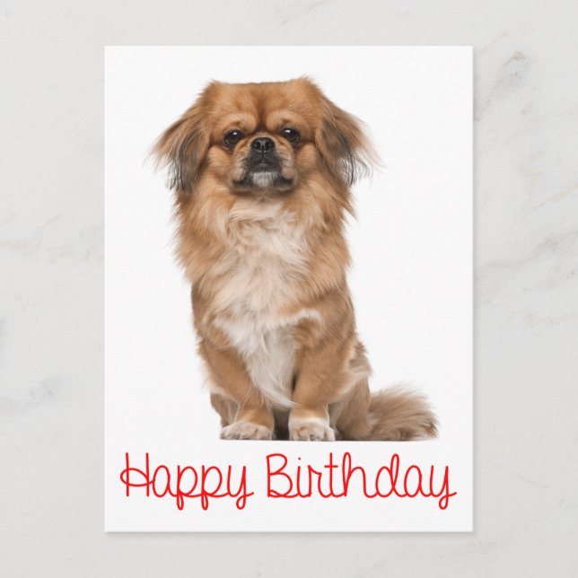 Cartão Postal Feliz Aniversário Puppy Dog Pekingese (Frente)