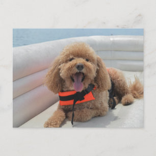 Cartão Postal Feliz Cachorro De Cockapoo Em Sorrisos De Barcos D