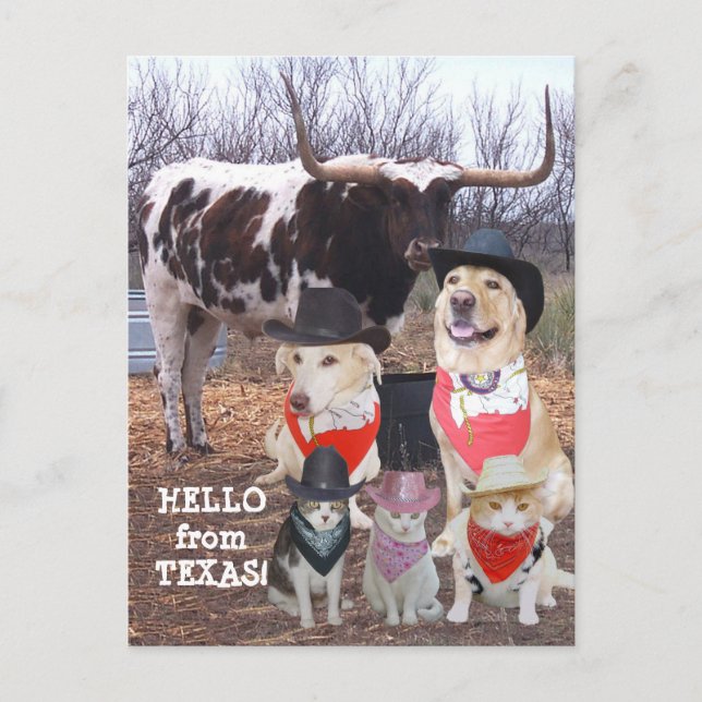 Cartão Postal Feliz Cowboy Pets Hello do Texas (Frente)