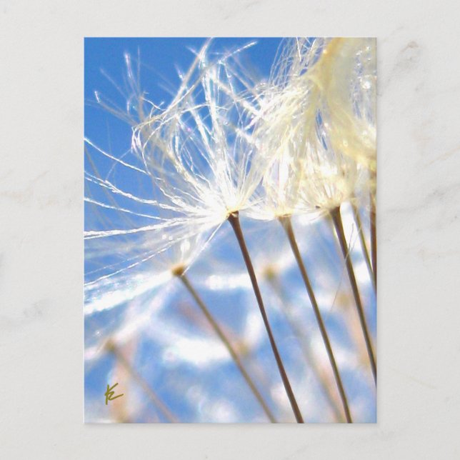 Cartão Postal Feliz, Dançando, Dandelion Poof, Histórias da Natu (Frente)