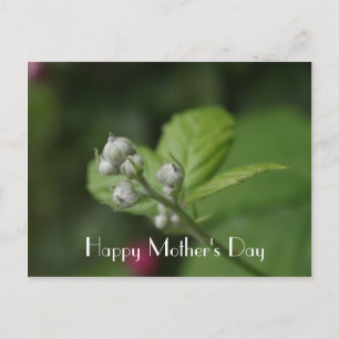 Cartão Postal Feliz Dia das Mães, flor de framboesa silvestre de
