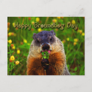 Cartão Postal Feliz Dia de Marmota Comendo Flor
