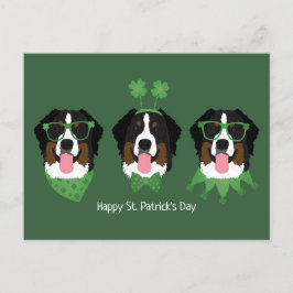 Cartão Postal Feliz Dia de São Patrício Bernese Mountain Dogs