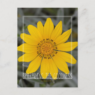 Cartão Postal Feliz Flor Amarelo - Desejando-lhe Alegria