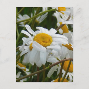 Cartão Postal Feliz Flor - Feliz rosto sorridente margarida