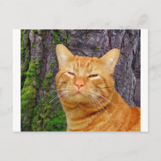 Cartão Postal Feliz Gatinho Kat!